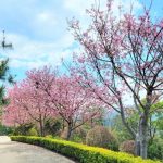 苗栗櫻花
