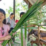 中壢親子餐廳