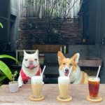 台南寵物友善餐廳