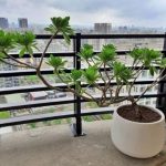 白水木風水